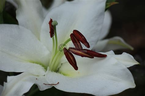 白虎百合|福利